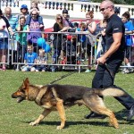 Police dog and handler